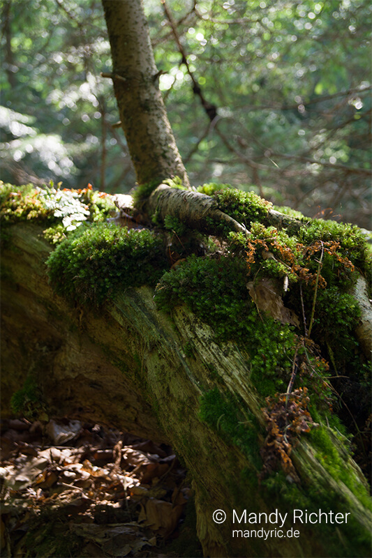 Foto von Mandy Richter Fotografie