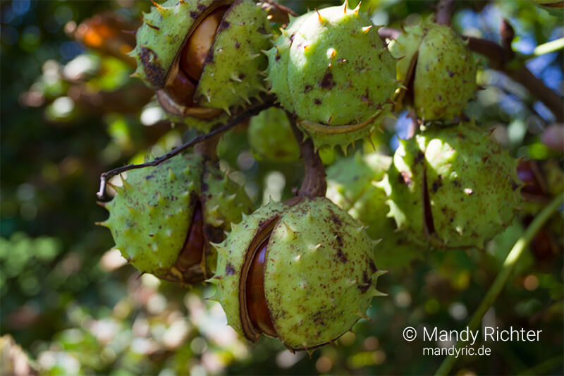 Foto von Mandy Richter Fotografie